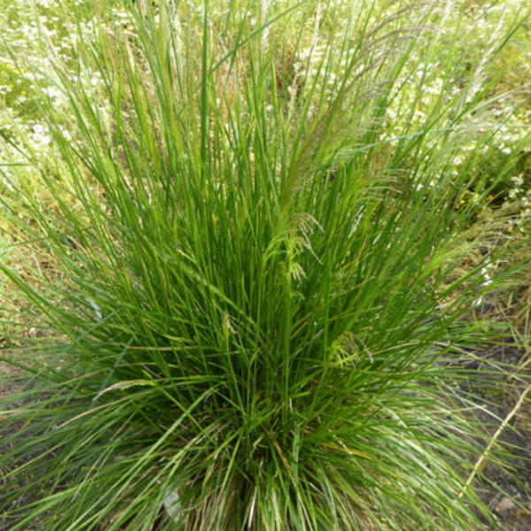 Deschampsia 'Goldtau' (ces.)