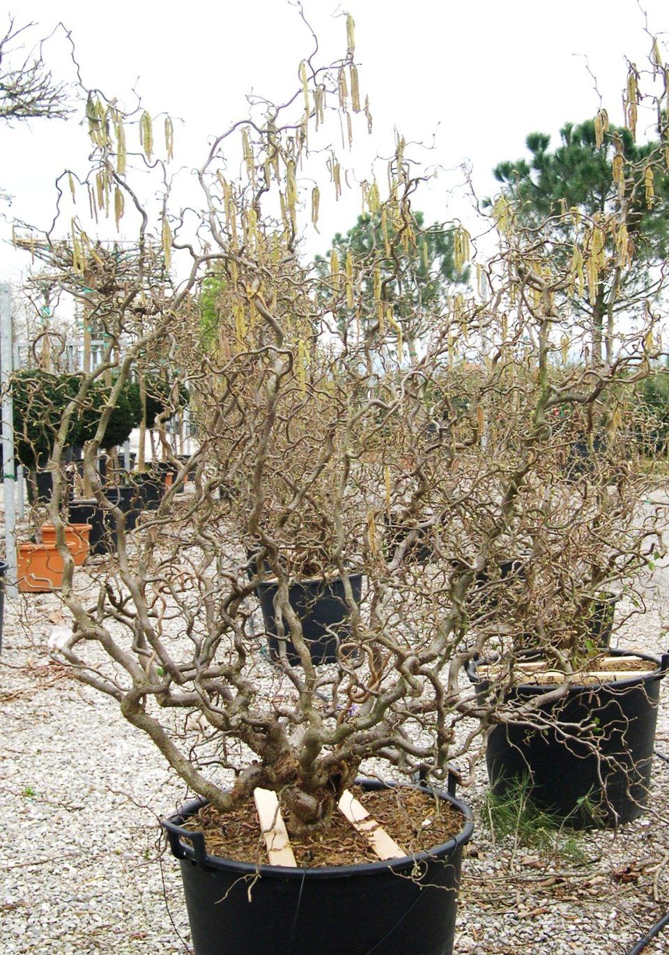 Corylus avellana 'Contorta' - Noisetier tortueux