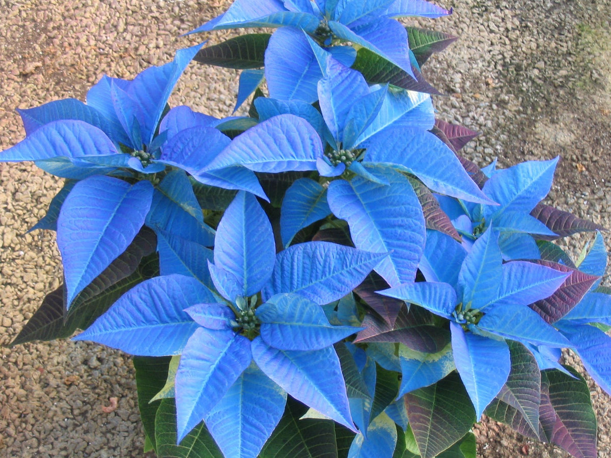 Poinsettias bleu/mauve 6''