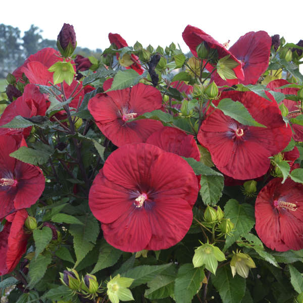 Hibiscus Vintage Wine