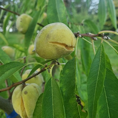 Prunus dulcis 'Javid's Iranian' - Amandier