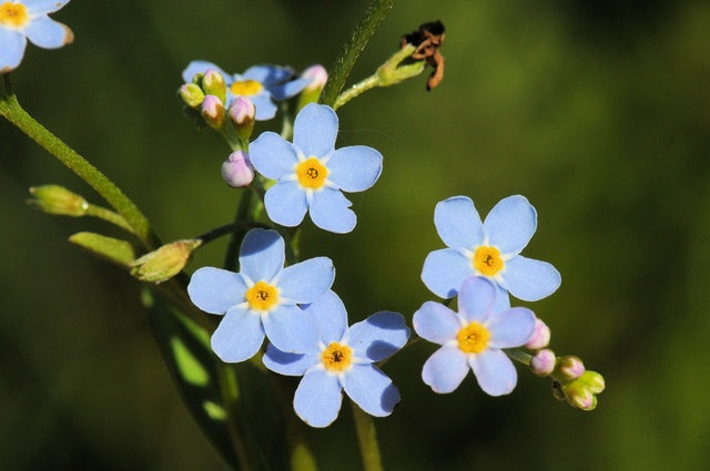 Myosotis scorpioïdes 'Semperflorens'