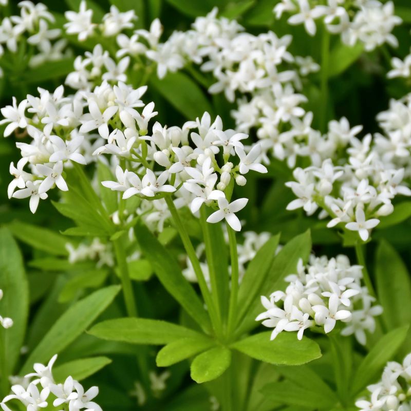 Galium Odorata