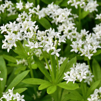 Galium Odorata