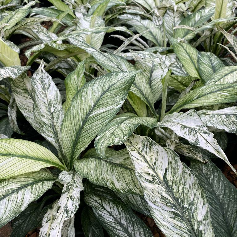 Spathiphyllum sensation variegata - Domino Jessica