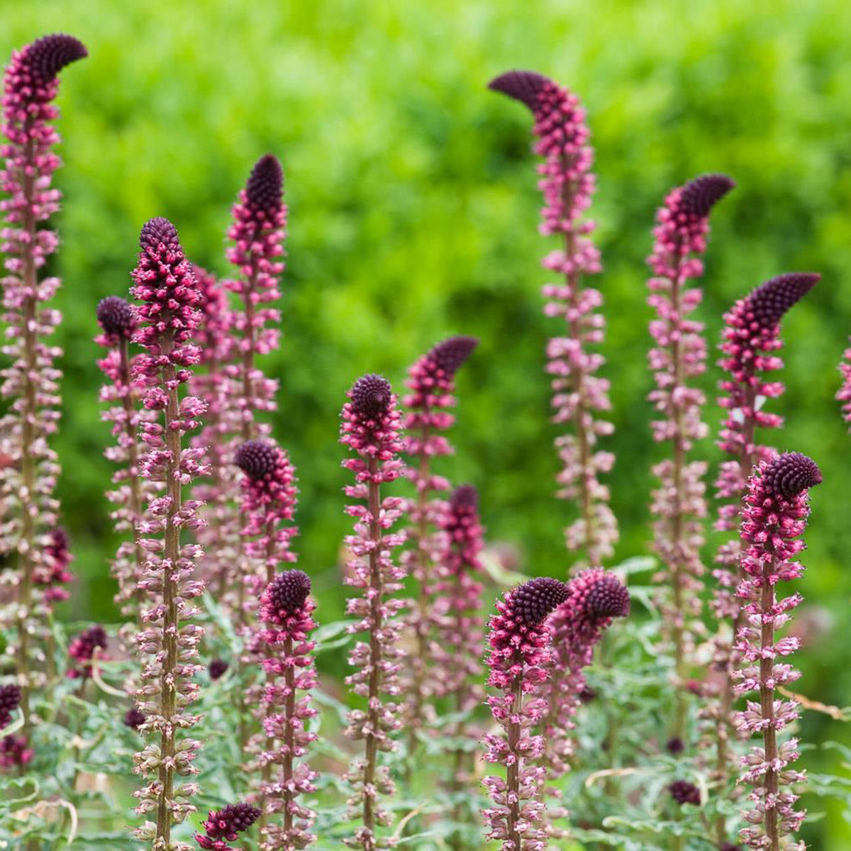 Lysimachia Purpurea