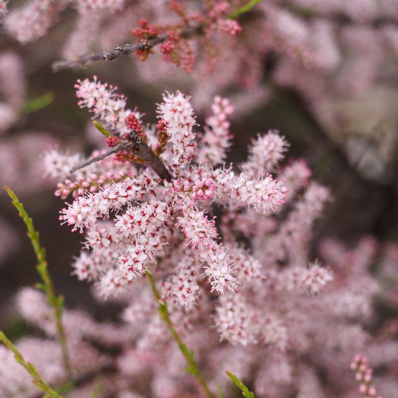 Tamarix ramosissima 'Pink Cascade'