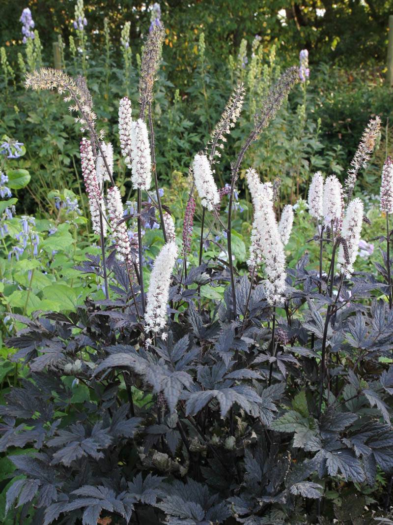 Cimicifuga - actaea 'pink spike ' (racemosa)