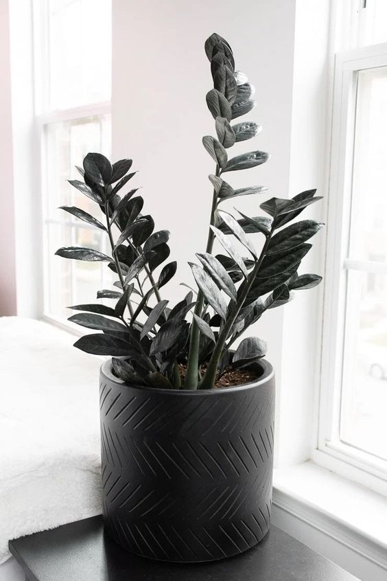 plante zz prix Zamioculcas zamiifolia Raven 'Midnight' ZZ
