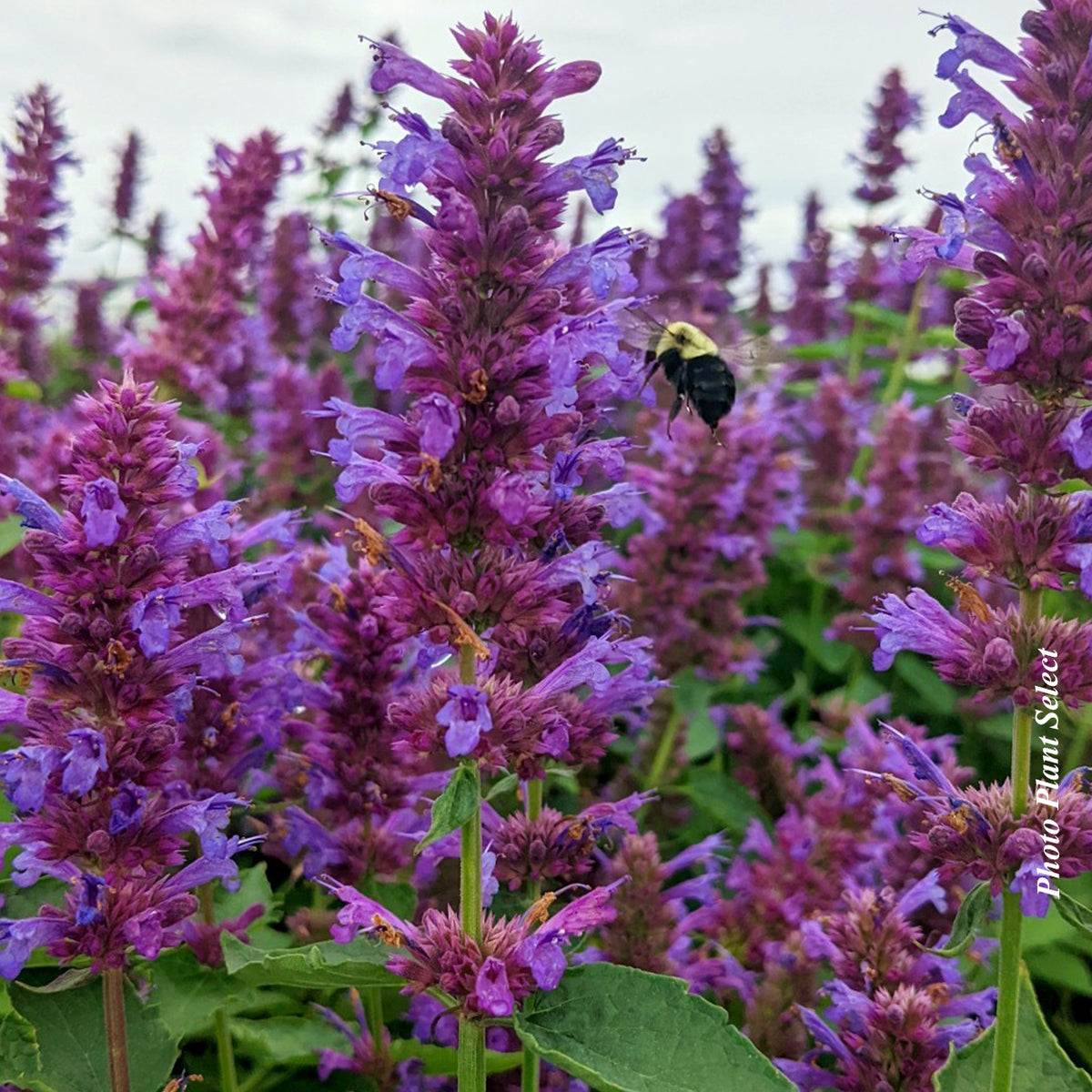Agastache Honeysticks 'Purple'