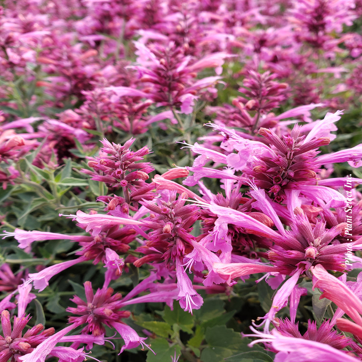 Agastache 'Rosie Posie'