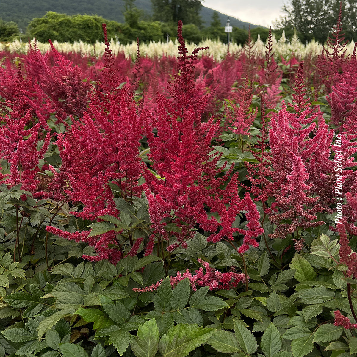 Astilbe 'Glut'