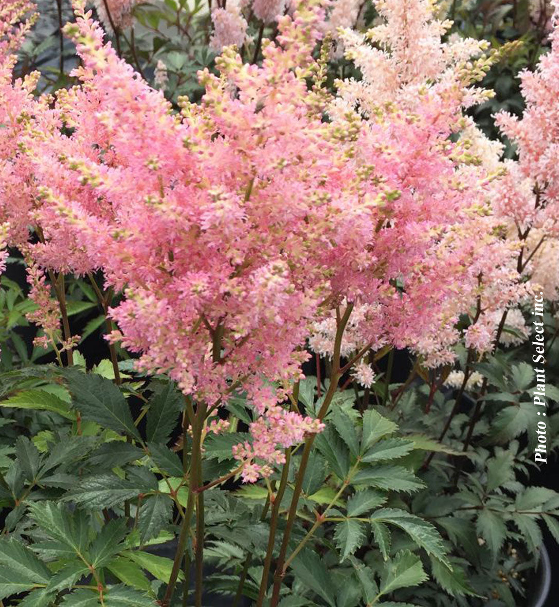 Astilbe 'Peach blossom'