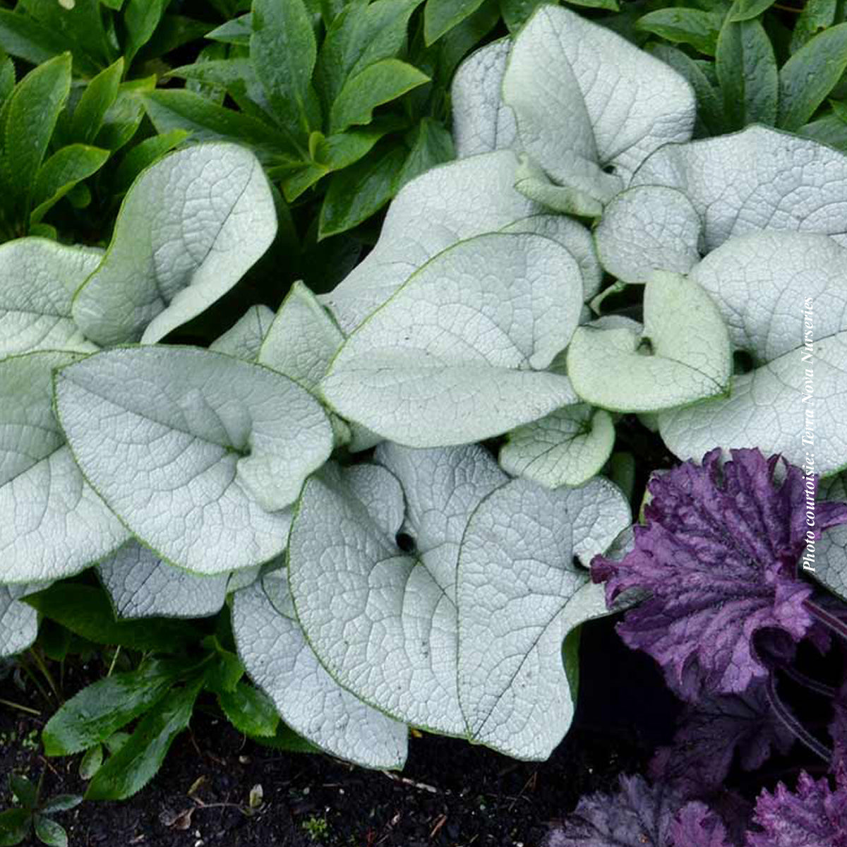 Brunnera 'Alexandria'