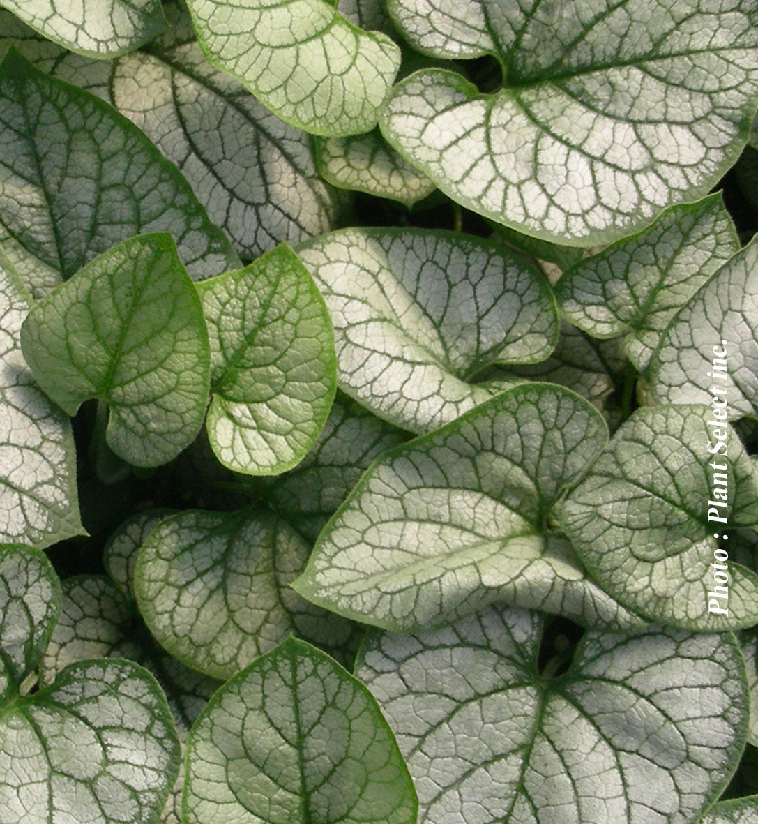 Brunnera 'Jack Frost'