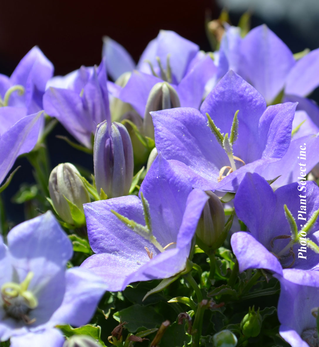 Campanula 'Blue clips' - campanule