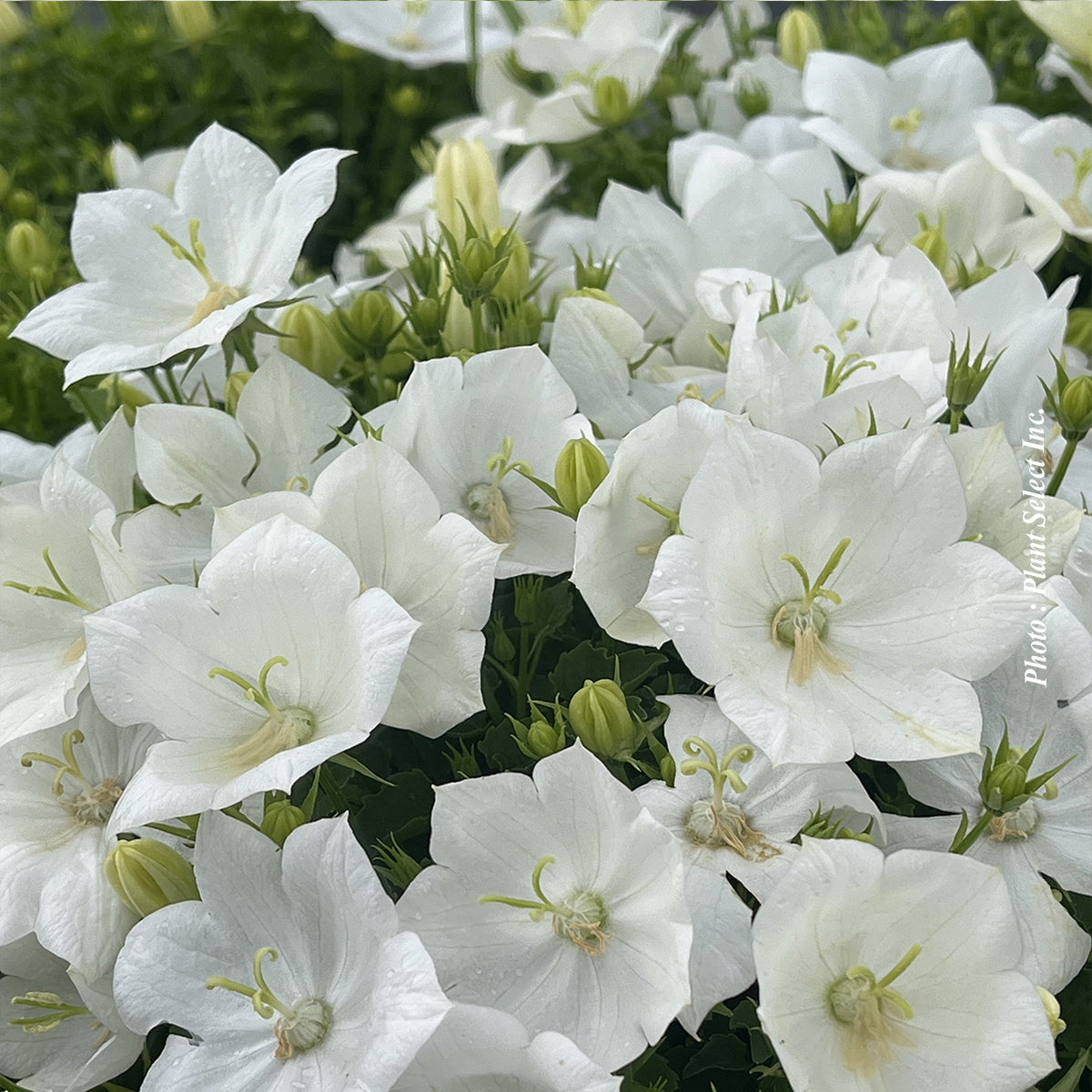 Campanula 'White clips' - campanule