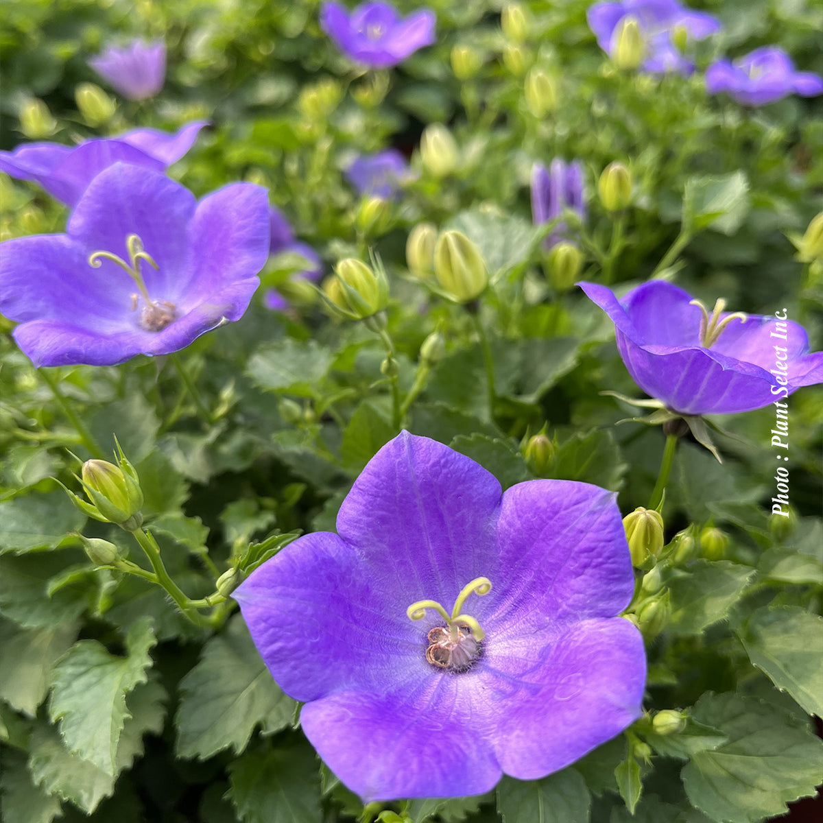 Campanula 'rapido blue' - campanule