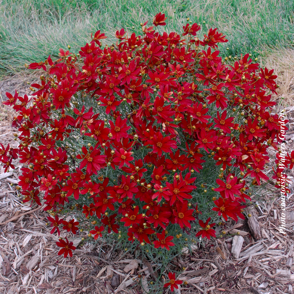 Coreopsis sizzle and spice 'hot paprika' – FleurExcel Inc.