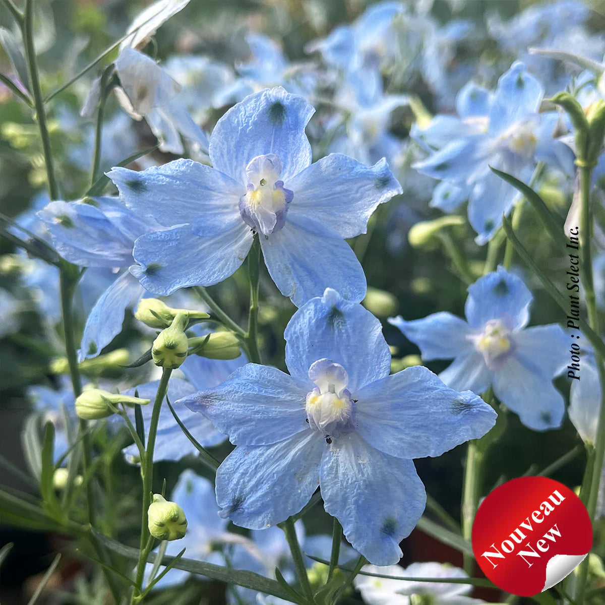 Delphinium grandiflorum Hunky Dory™ 'Sky Blue'- Dauphinelle