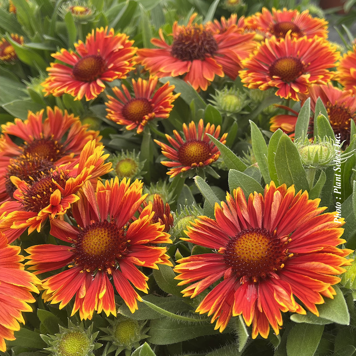Gaillardia Spintop 'Yellow Touch'