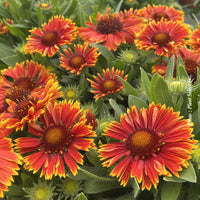 Gaillardia Spintop 'Yellow Touch'
