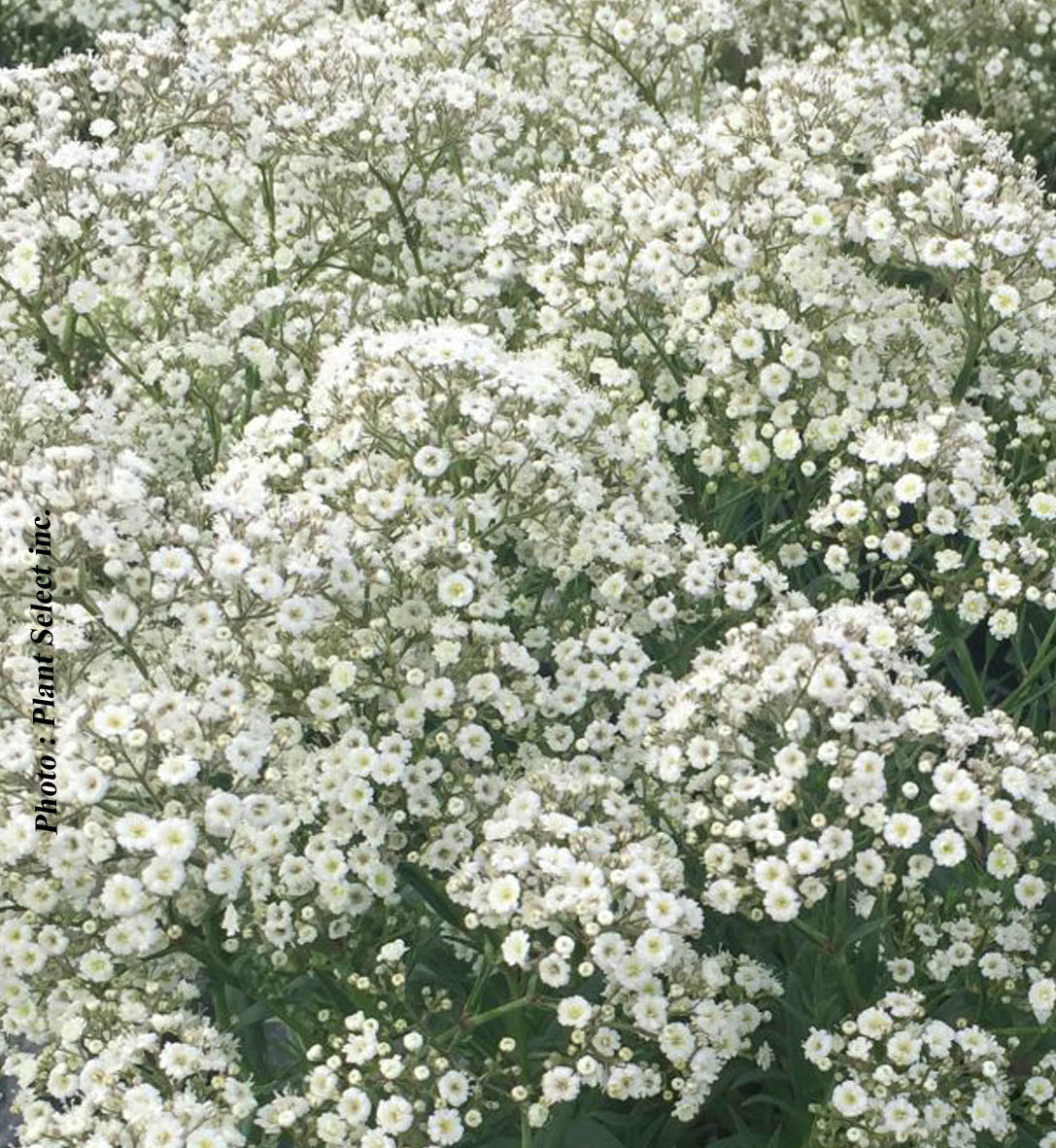 Gypsophila 'Summer Sparkles' (soupir de bébé)