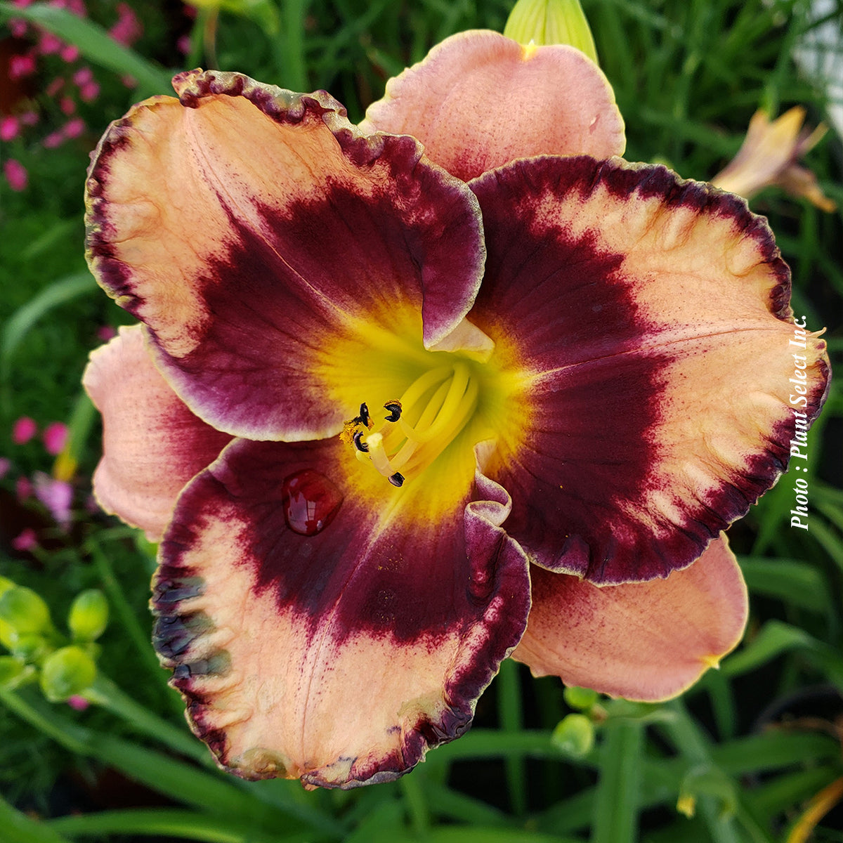 Hemerocallis 'Rock solid'