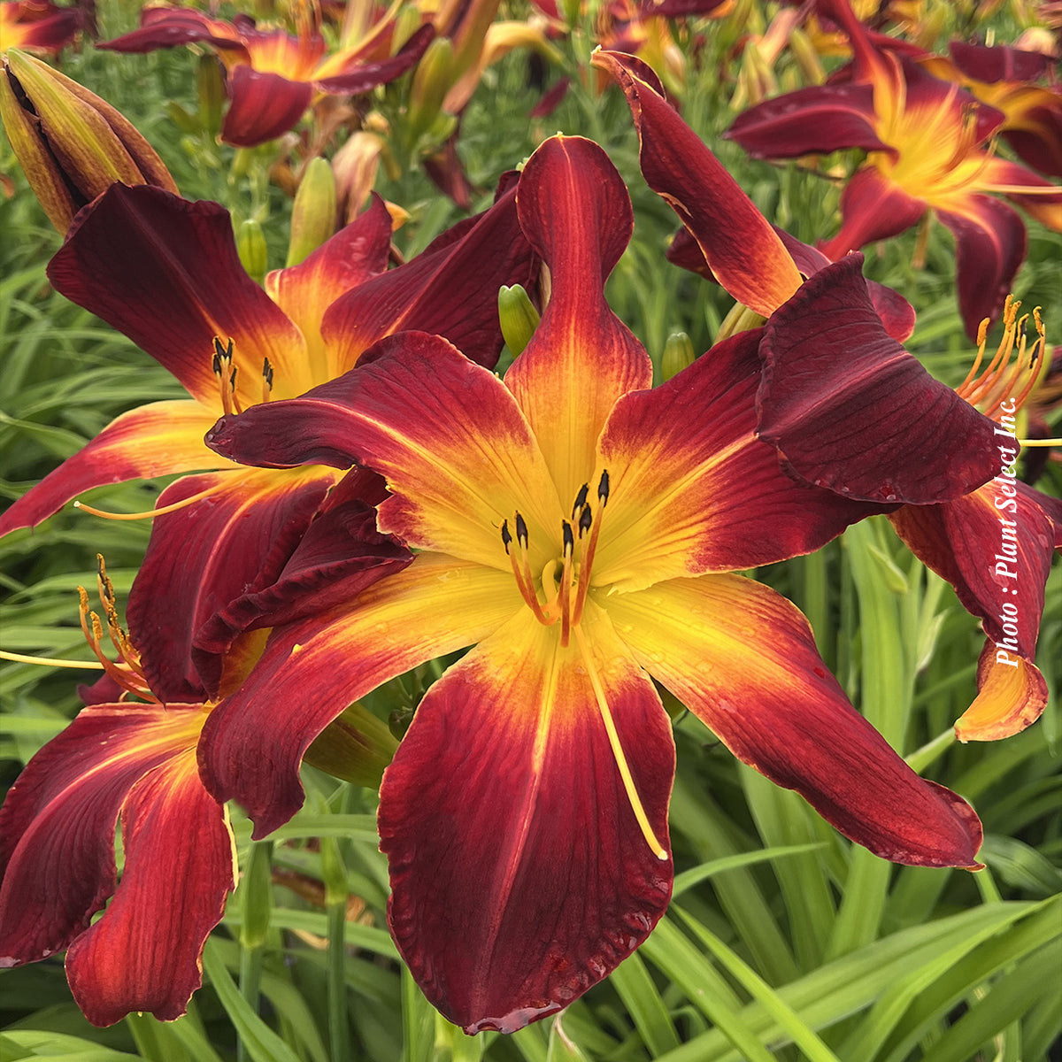 hemerocallis - rainbow Rhythm/ Ruby Spider