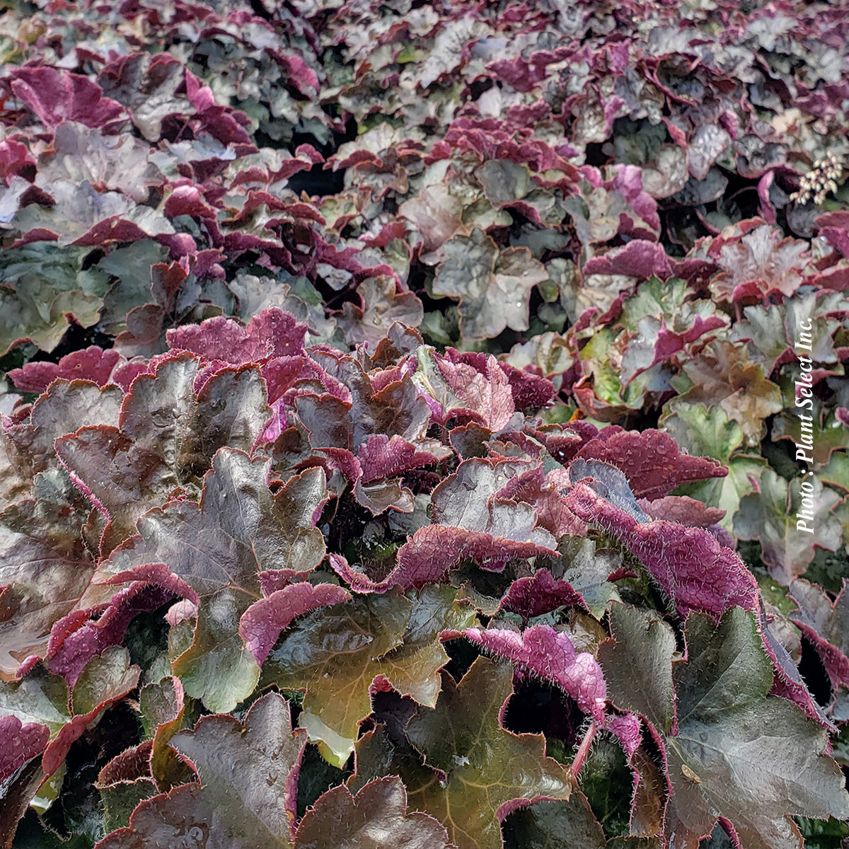 Heuchera 'Palace purple' - Heuchere