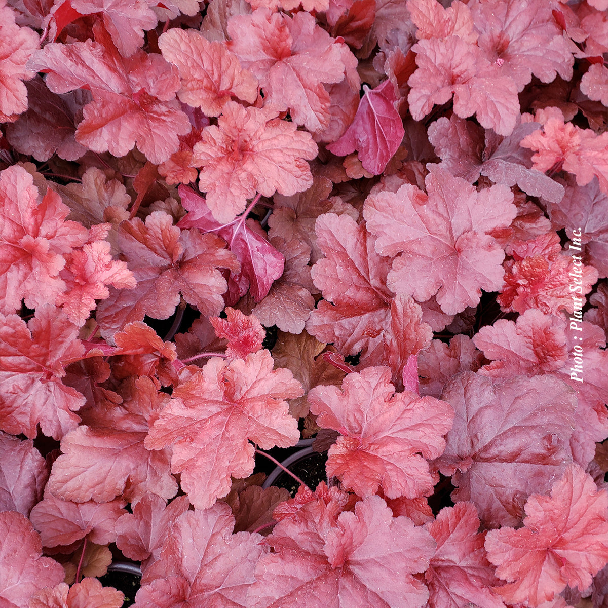 Heuchera 'Forever Red' - Heuchere