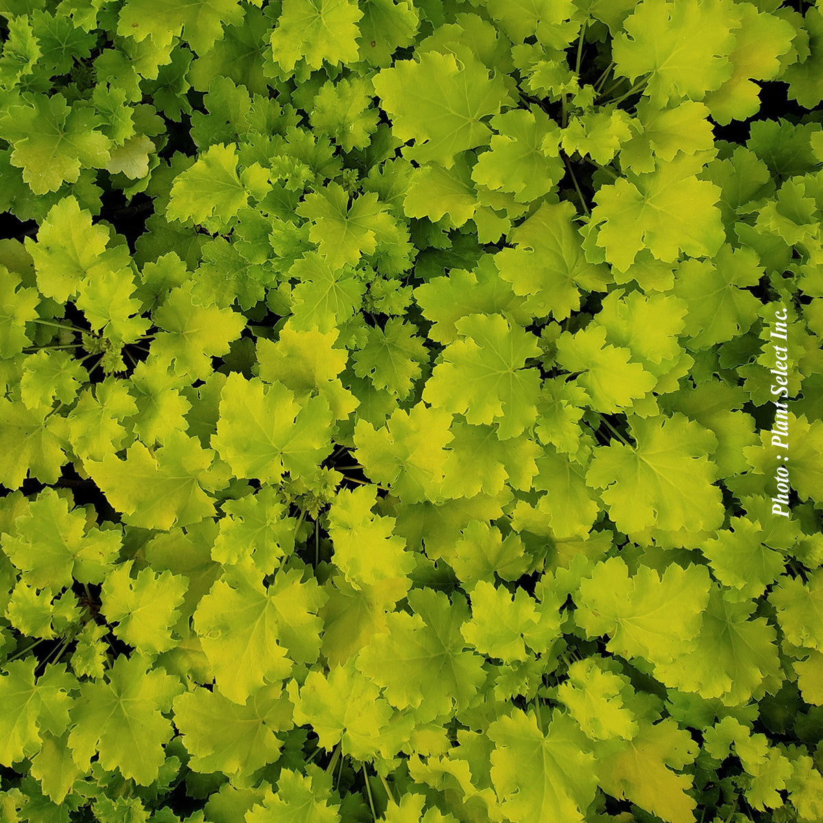 Heuchera 'Lime Marmalade' - Heuchere