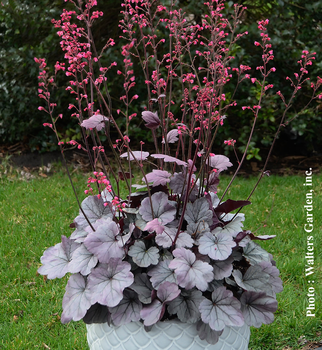 Heuchera Dolce 'Silver Gumdrop' - Heuchere