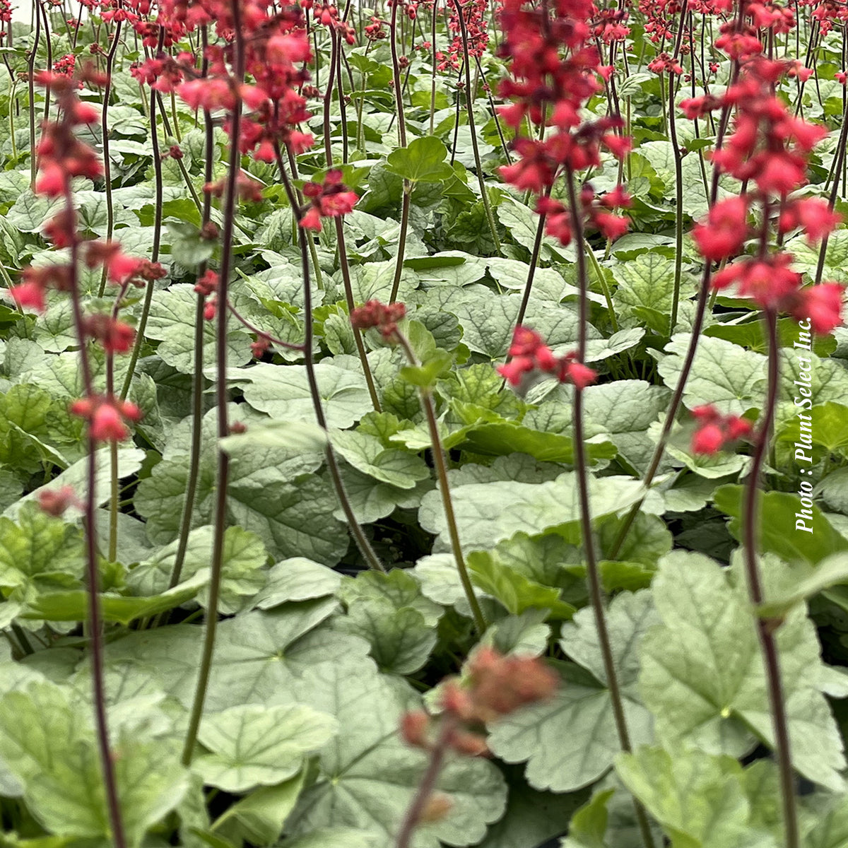 Heuchera Dolce 'Spearmint' - Heuchere