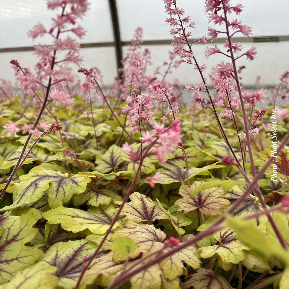 Heucherella Fun and Games 'Eye Spy' - Heuchere