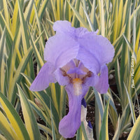 Iris 'Aurea Variegata'