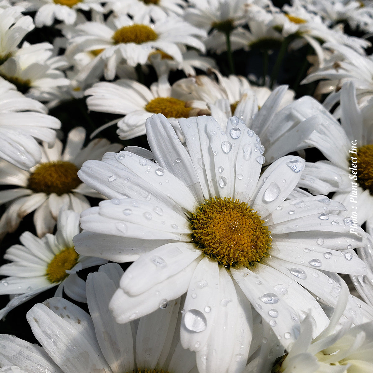 Leucanthemum 'Amazing Daisies - Daisy May'