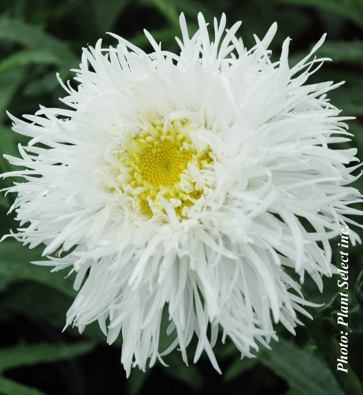 Leucanthemum 'Aglaia' (sup.)