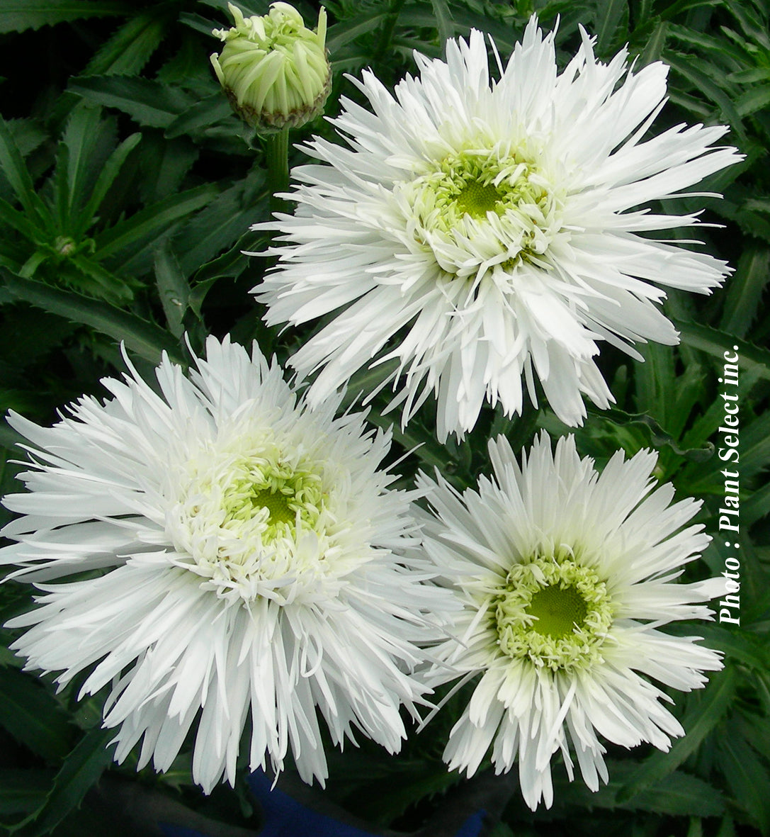 Leucanthemum 'Sante'