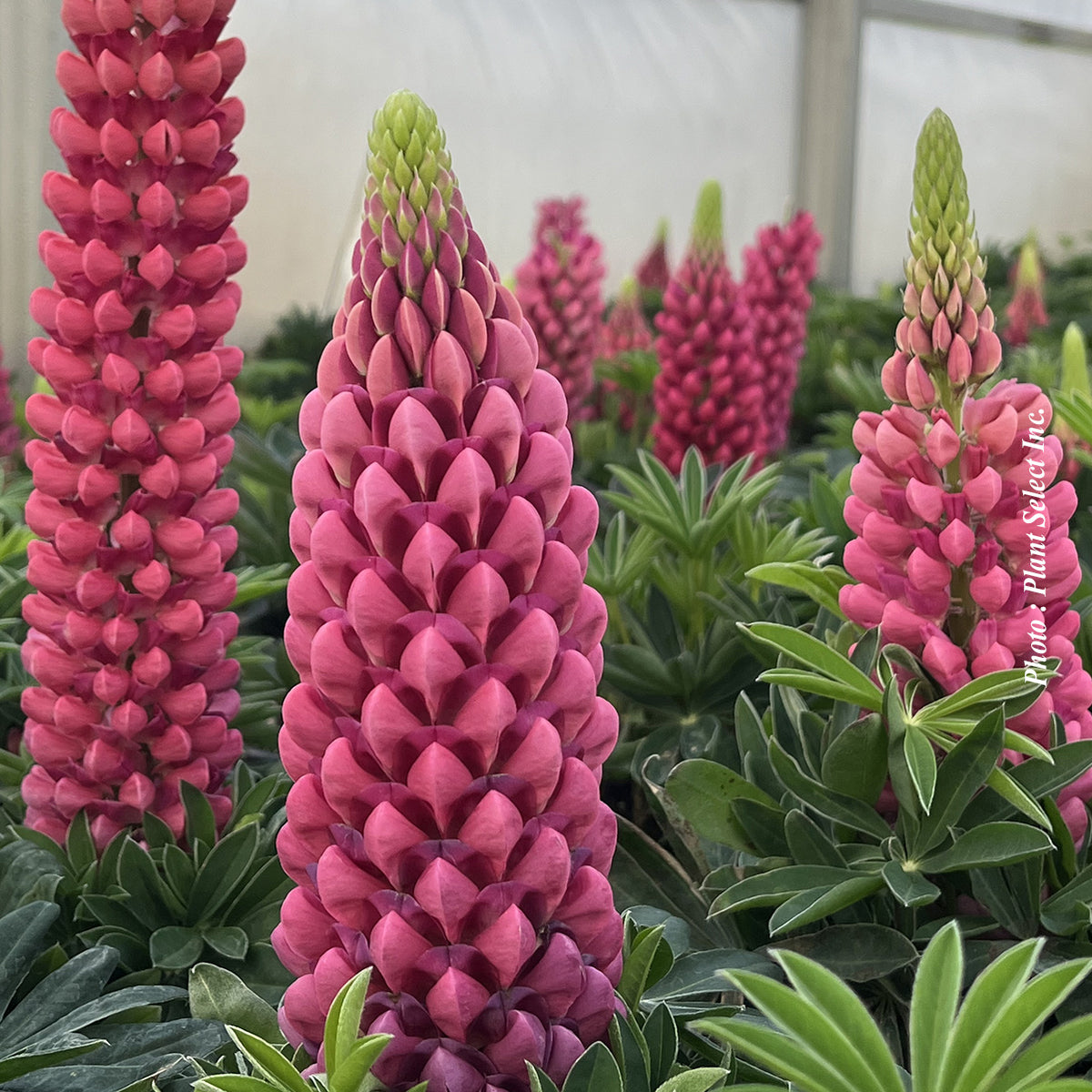 Lupinus 'Mini Gallery Mix' - Lupin