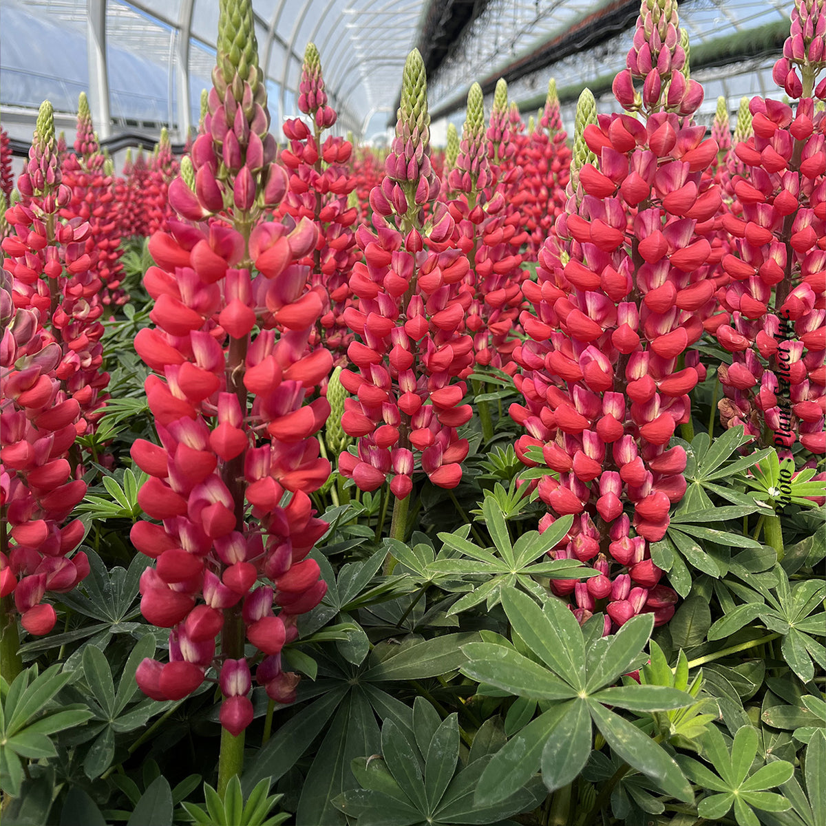 Lupinus Westcountry 'Red Rum' - Lupin