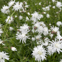 Lychnis 'Petit Henri'