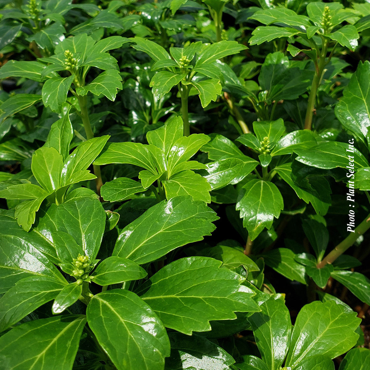 Pachysandra ' Green Sheen'