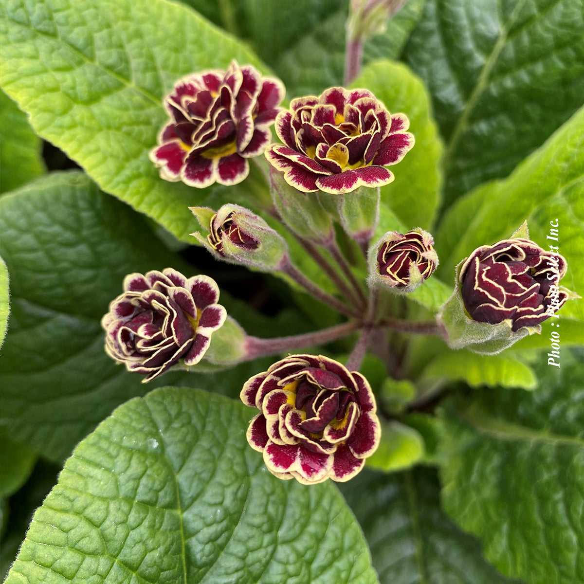 Primula 'Elizabeth Killelay'