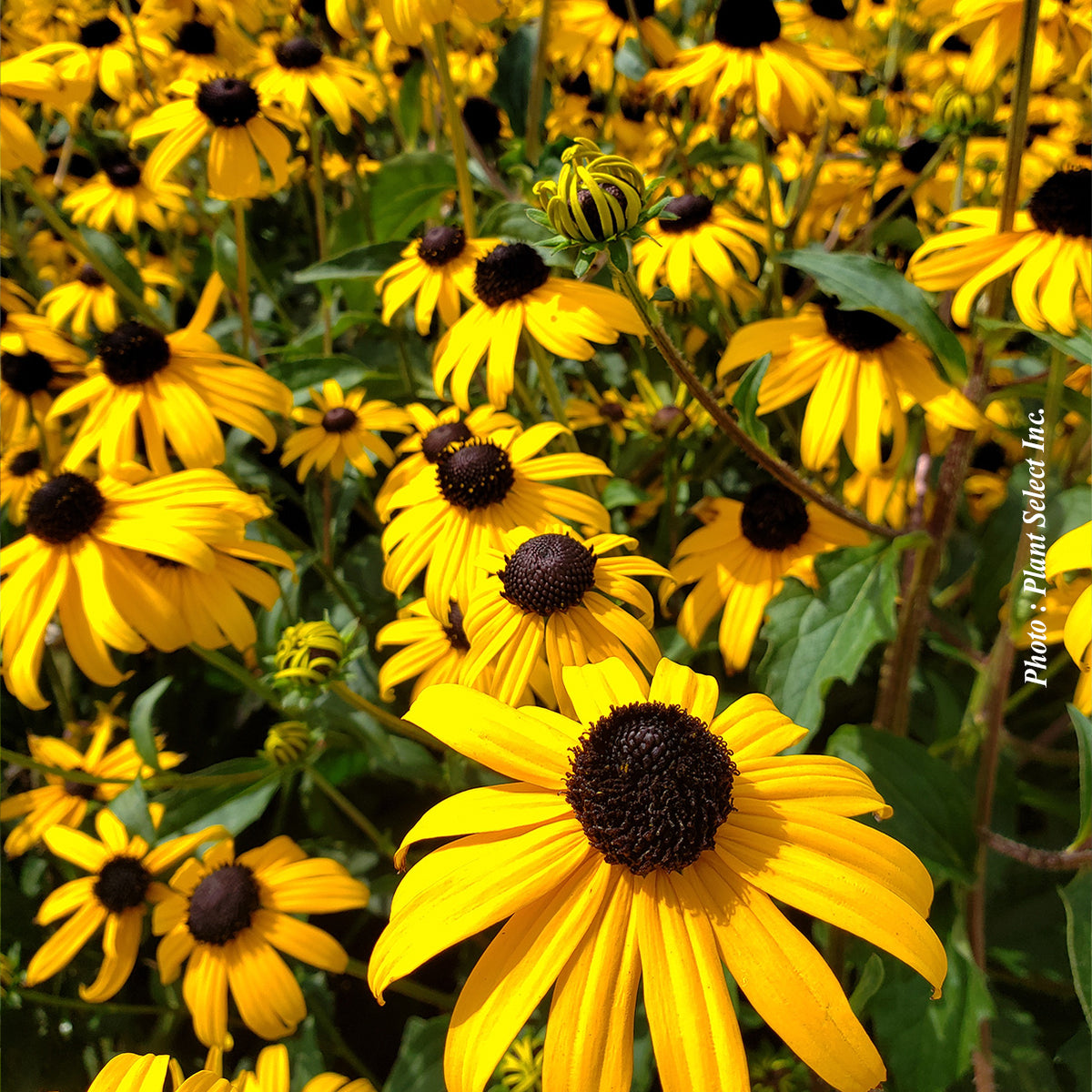 Rudbeckia fulgida 'Goldsturm'