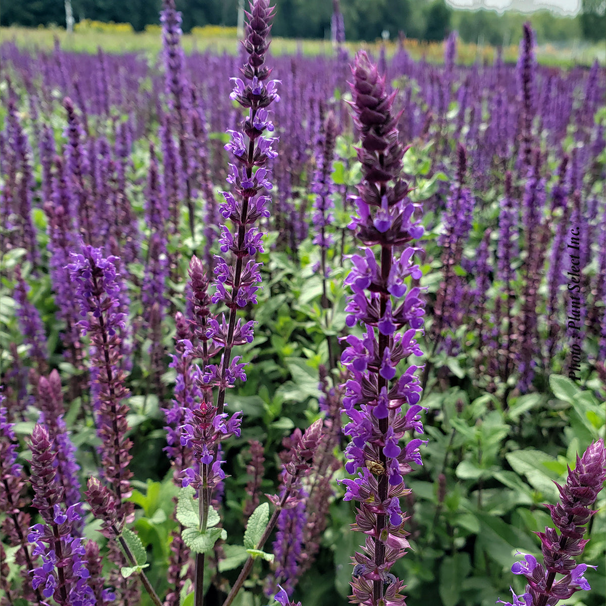 Salvia nemorosa 'Caradonna'  Sauge