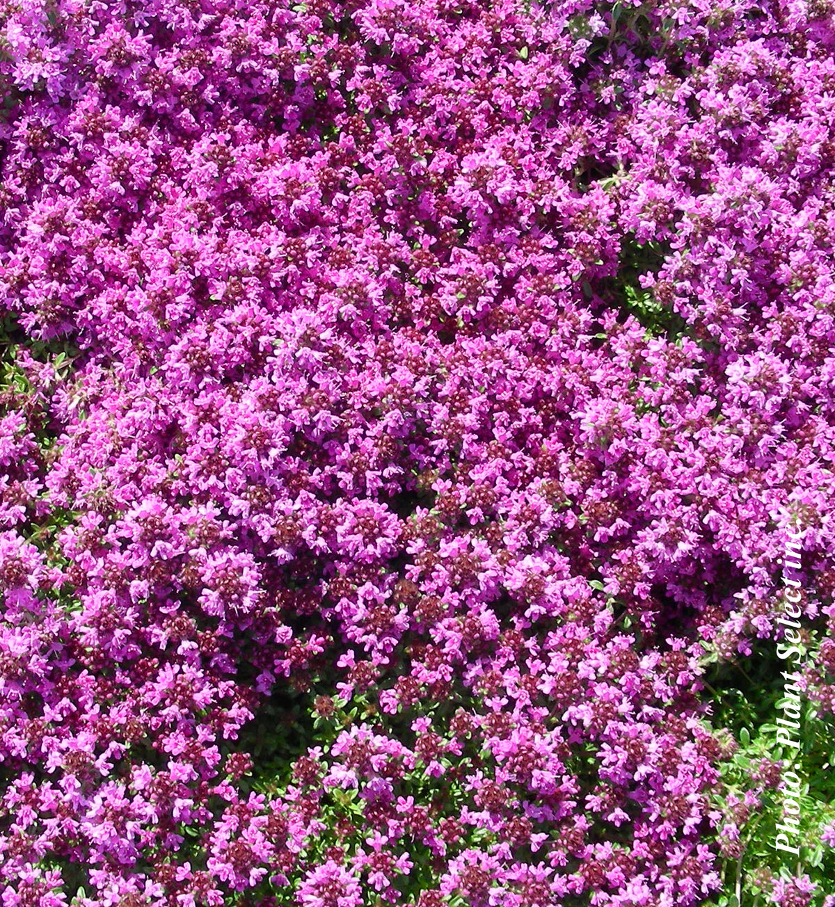 Thymus 'Coccineus' (serpyllum)