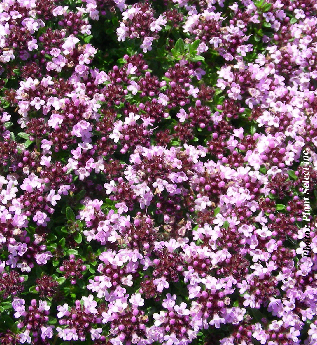 Thymus 'Roseus' - thym