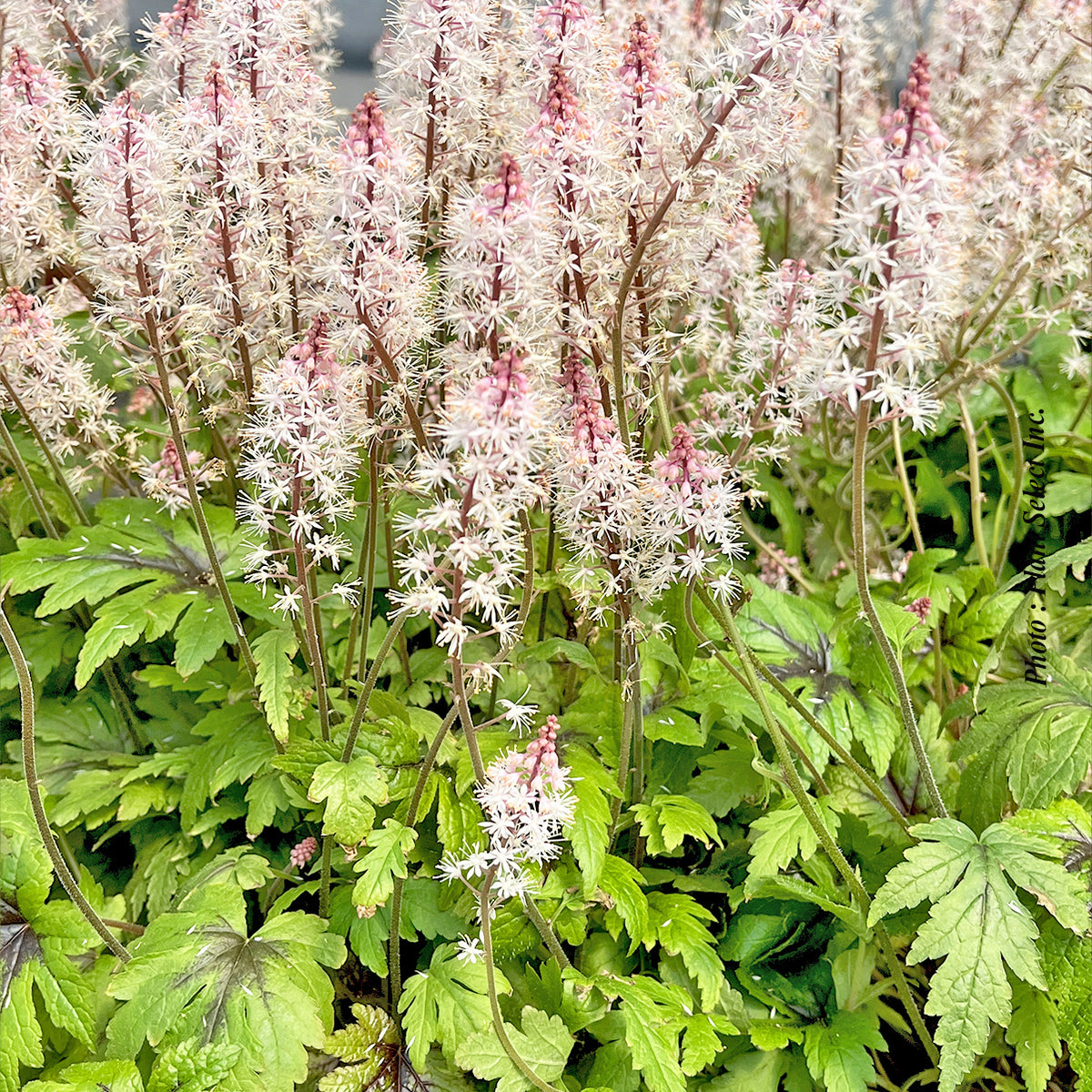 Tiarella 'Sugar and spice'