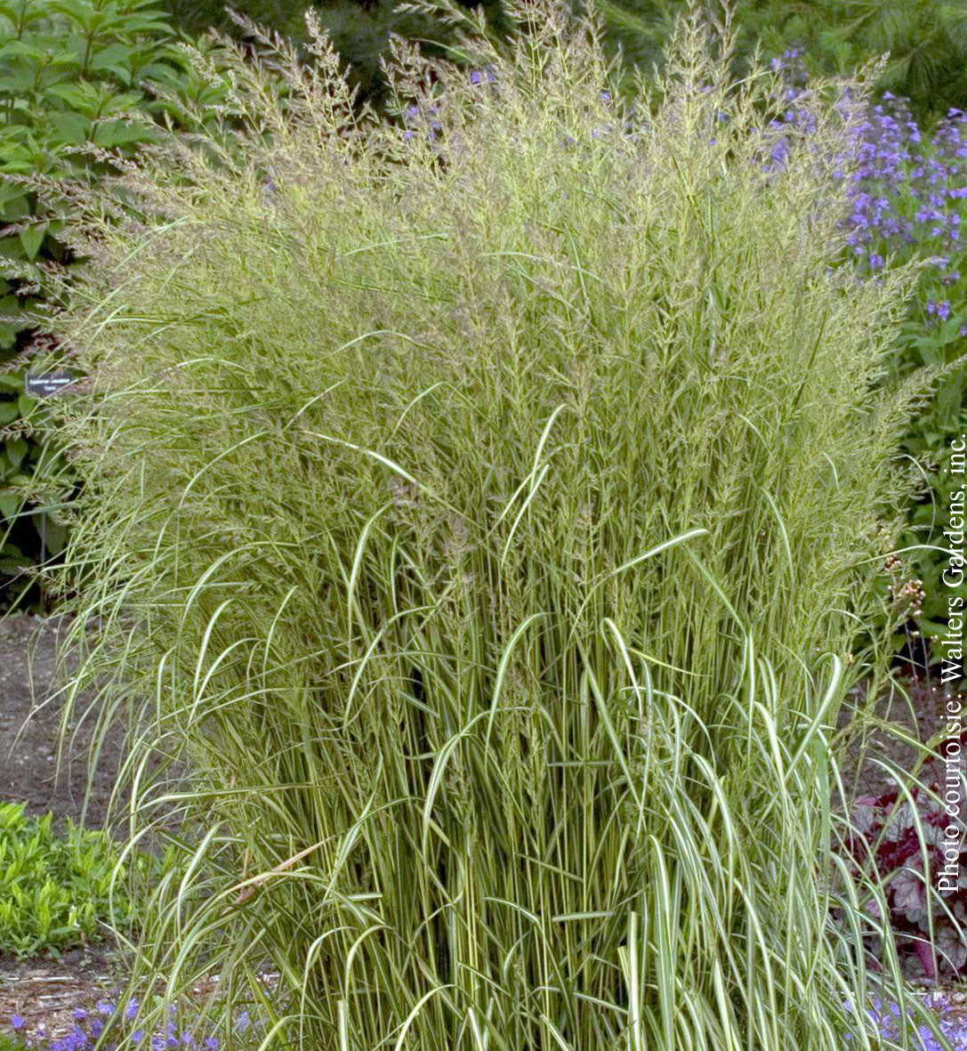 Calamagrostis 'Eldorado'